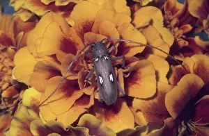Marigold: Spotted Apple Tree Borer