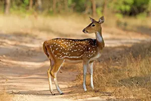 Chital: Spotted / Axis Deer / Chital / Cheetal
