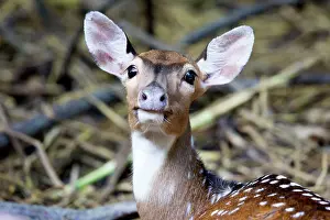 Chital: Spotted / Axis Deer / Chital / Cheetal female