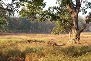 Chital: Spotted / Axis Deer / Chital / Cheetal - in habitat