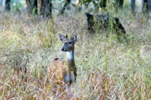 Chital: Spotted / Axis Deer / Chital / Cheetal - male