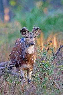 Chital: Spotted / Axis Deer / Chital / Cheetal - male
