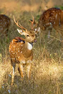 Chital: Spotted / Axis Deer / Chital / Cheetal - male