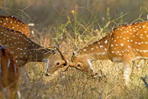Chital: Spotted / Axis Deer / Chital / Cheetal - males fighting