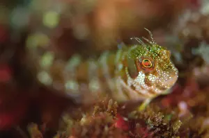 Blenny: Spotted and Barred Blenny