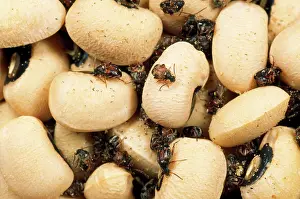 Maculatus: Spotted Bean Beetle -