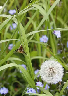 Speckled: Spotted Bee fly (Bombylius discolor), North Rhine-Westphalia