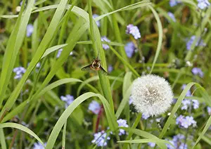 Speckled: Spotted Bee fly (Bombylius discolor), North Rhine-Westphalia