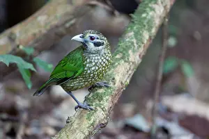 Catbirds: Spotted / Black-eared Catbird