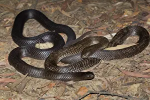 Guttatus: Spotted Black Snake