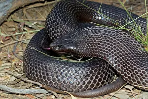 Potentially: Spotted Black Snake