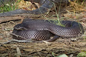 Potentially: Spotted Black Snake