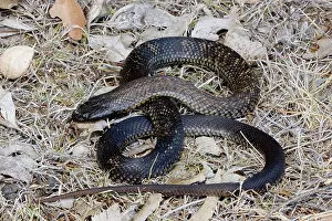 Guttatus: Spotted black snake