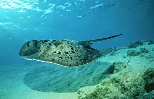 Stingrays: Spotted / black-spotted stingray