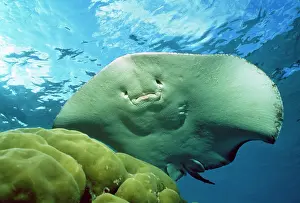 Sting: Spotted / black-spotted stingray
