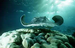 Rays: Spotted / black-spotted stingray
