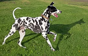 Dalmation: Spotted Black & White Dalmation - running