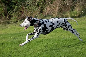 Dalmation: Spotted Black & White Dalmation - running