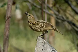 Maculata: Spotted Bowerbird