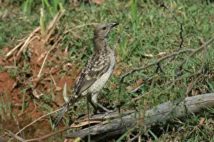Maculata: Spotted Bowerbird