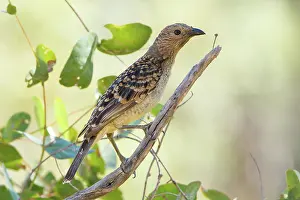 Maculata: Spotted Bowerbird