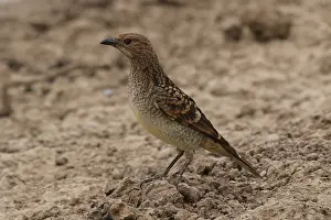 Bowerbird: Spotted Bowerbird A3911