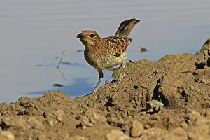 Bowerbird: Spotted Bowerbird A4122