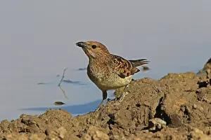 Bowerbird: Spotted Bowerbird A4126