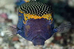 Boxfish: Spotted Boxfish