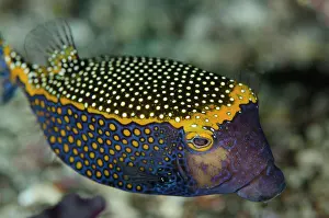 Boxfish: Spotted Boxfish