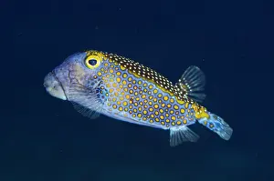 Meleagris: Spotted Boxfish
