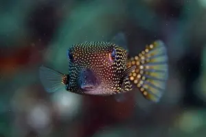 Meleagris: Spotted Boxfish - Dropoff dive site, Seraya, Karangasem