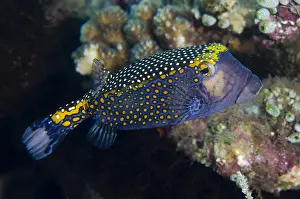 Jemeluk: Spotted Boxfish - Jemeluk Bay Wall dive site