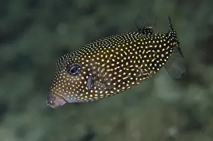Boxfish: Spotted Boxfish - Laha 1 dive site, Ambon, Maluku