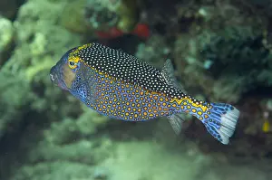 050618: Spotted Boxfish - Pyramids dive site, Amed, east