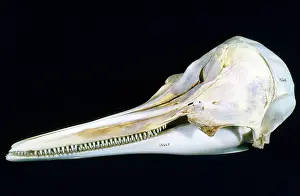 Bridled: Spotted (Bridled) Dolphin Skull