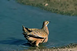 Burchell: Spotted / Burchell's Sandgrouse - soaks up water for chicks