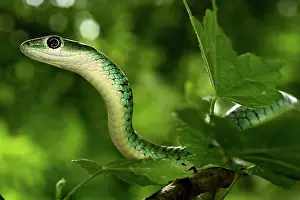 Philothamnus: Spotted Bush Snake - on a tree