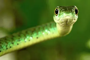 Philothamnus: Spotted Bush Snake - on a tree