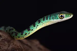 Uganda: Spotted bush snakes (Philothamnus semivariegatus)
