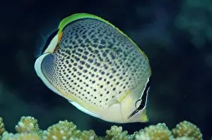 Butterflyfish: Spotted Butterflyfish