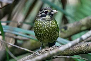 Catbirds: Spotted Catbird