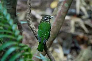 Catbirds: Spotted Catbird