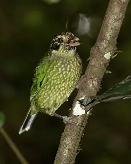 Catbirds: Spotted Catbird