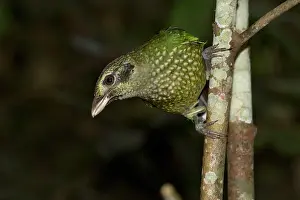 Catbirds: Spotted Catbird