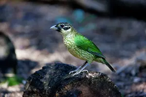 Catbirds: Spotted Catbird / Black-eared Catbird