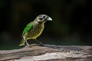 31517: Spotted Catbird perched on a log tropical rainforest