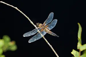 Quadrimaculata: Four Spotted Chaser
