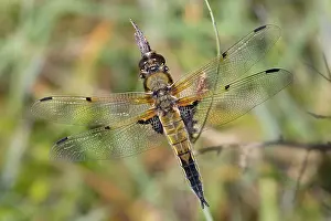 Quadrimaculata: Four Spotted Chaser Dragonfly