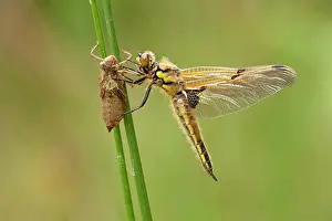 Quadrimaculata: Four Spotted Chaser - dragonfly newly emerged